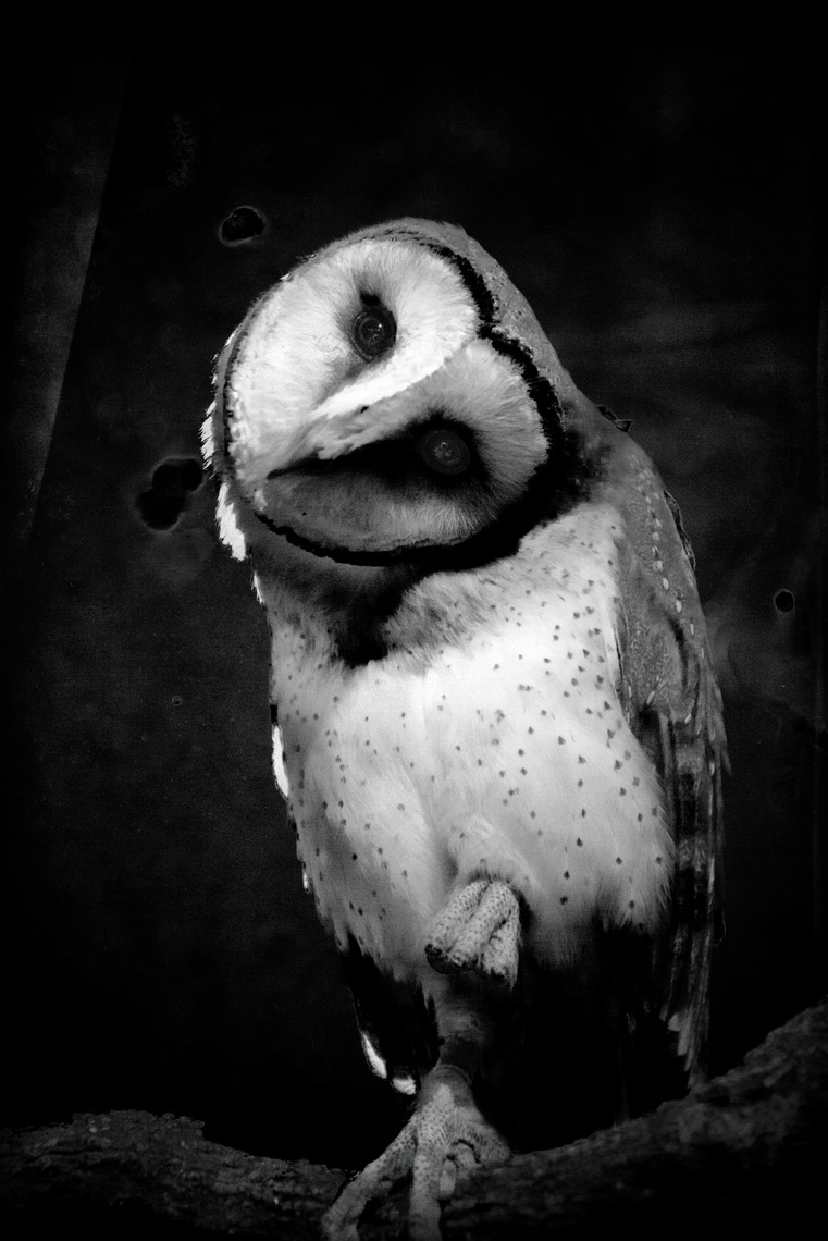 Owl-Barn