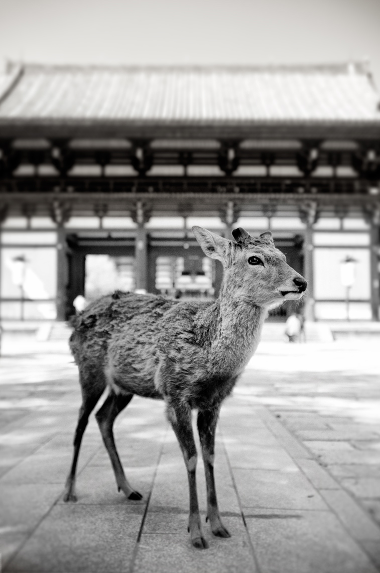 deer-temple